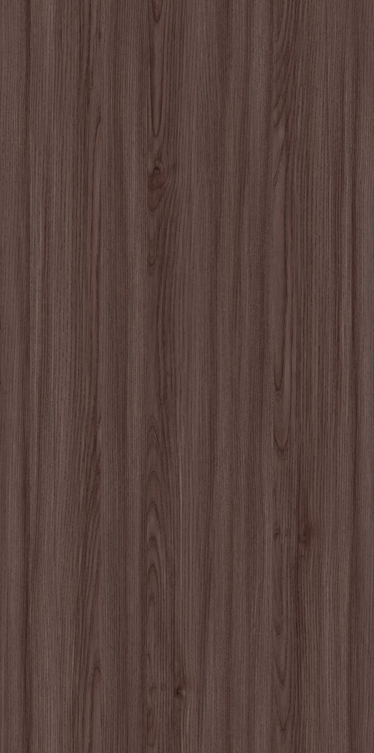 YDHTB1134 克里特橄榄木 