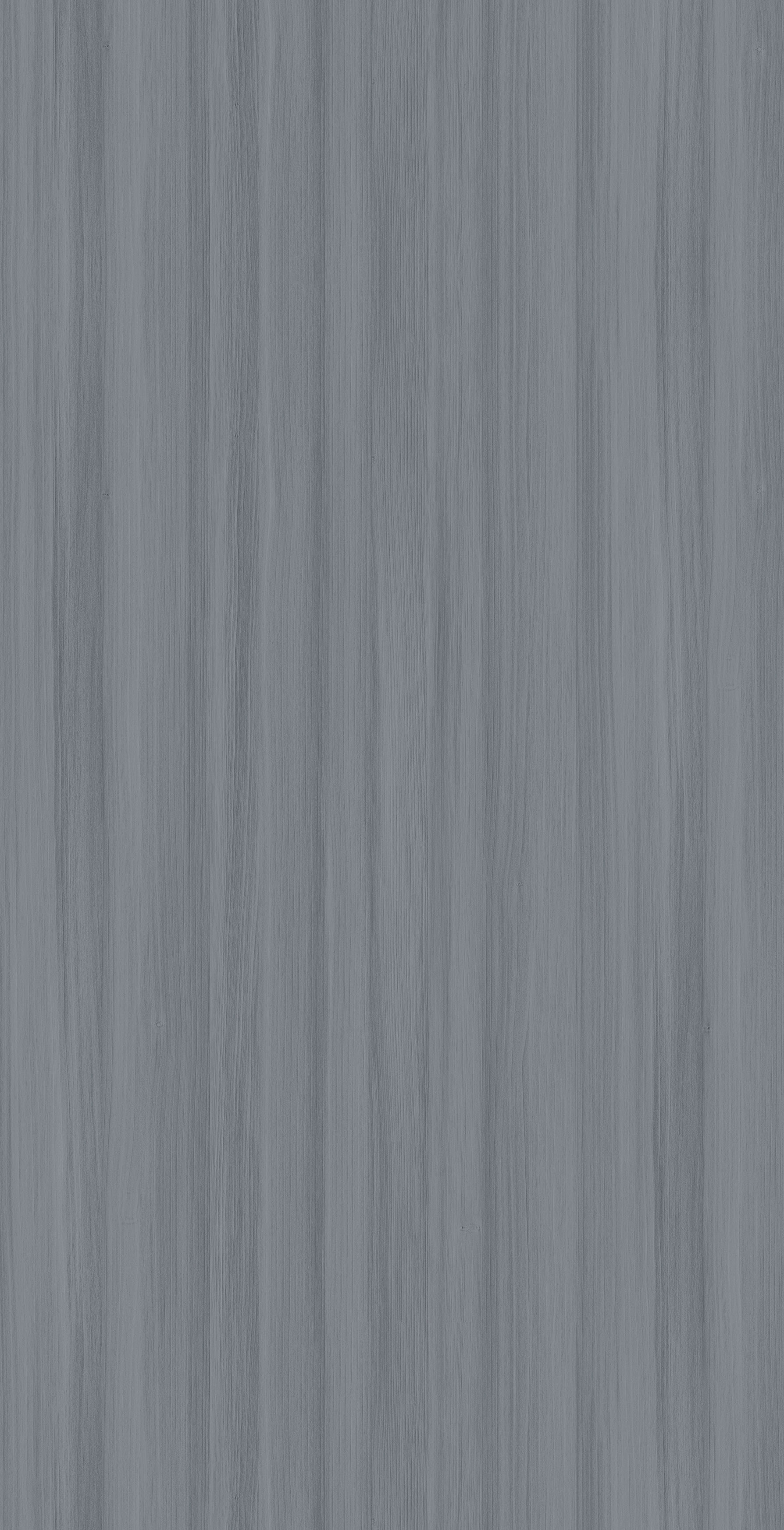 YDH511  阿尔泰枫桦 